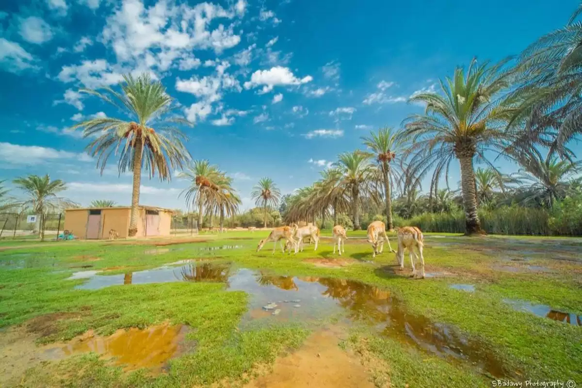 Africano park Alexandria safari from Cairo
